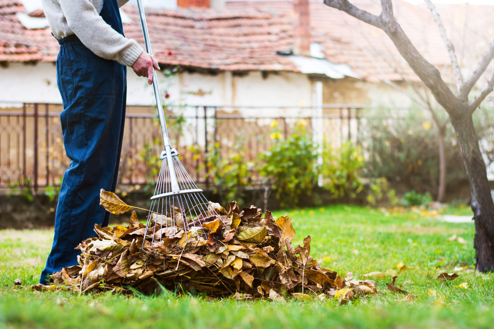 Man Collects Leaves to Make Lawn Uniform