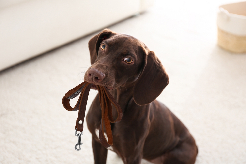 Chocolate Lab Eagerly Waiting for his HOA Walk on a Leash